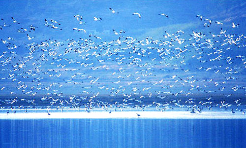 Sanctuaire des oiseaux sauvages